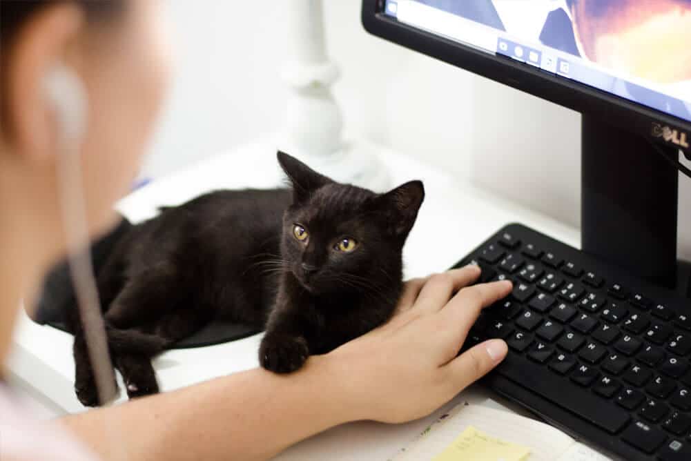 Presis - blog thuiswerken - kat Presis - blog thuiswerken - kat